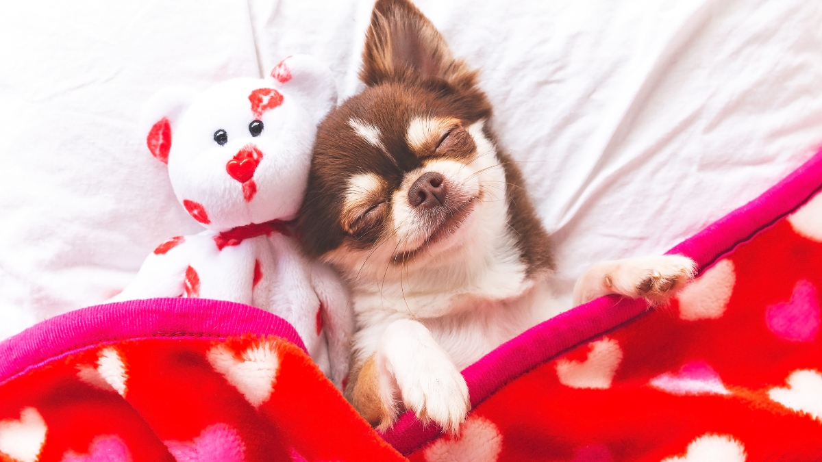 sleeping chihuahua and teddy bear in bed red heart blanket | 3 Ways to Reduce Inflammaging & Boost Health Over 50 | Creative Balance Health 
